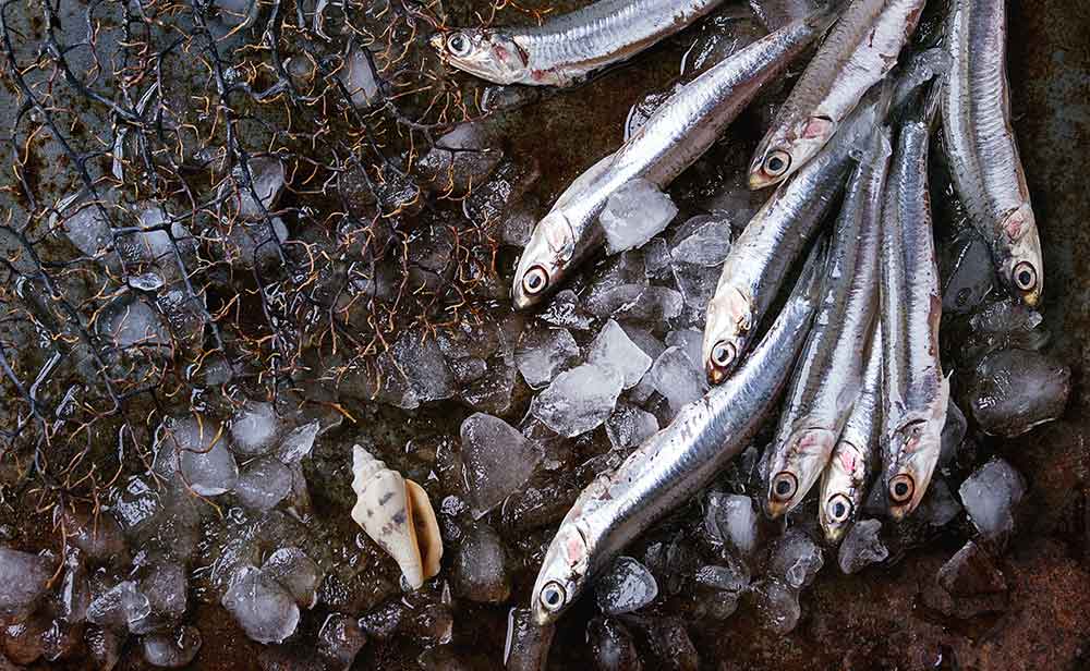 Boquerones en vinagre con cherry y stracciatella