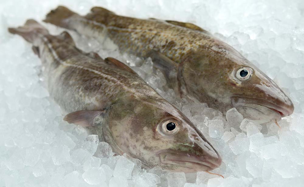 El Bacalao ¿Pescado Blanco o Azul? Historia bonita del Mar