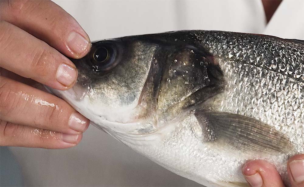 ¿Cómo saber si el pescado es fresco? 4 claves del Chef del Mar